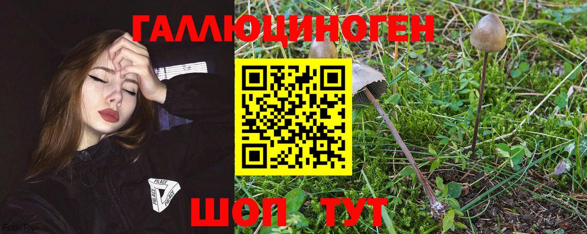 Галлюциногенные грибы GOLDEN TEACHER  Псилоцибиновые грибы мицелий  Нурлат  Вход с VPN 
